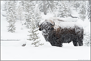 im dichten Schneetreiben... Amerikanischer Bison *Bison bison**
