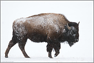 Nationaltier... Amerikanischer Bison *Bison bison*