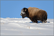 endlich Sonne...  Amerikanischer Bison *Bison bison*
