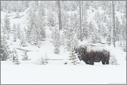 leise rieselt der Schnee...  Amerikanischer Bison *Bison bison*