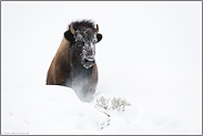 Schneeberge... Amerikanischer Bison *Bison bison*
