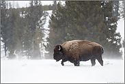 Winter im Yellowstone...  Amerikanischer Bison *Bison bison*