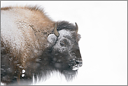 im Blizzard... Amerikanischer Bison *Bison bison*