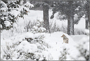 starker Schneefall... Kojote *Canis latrans*