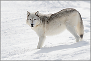 im Schnee... Timberwolf *Canis lupus*