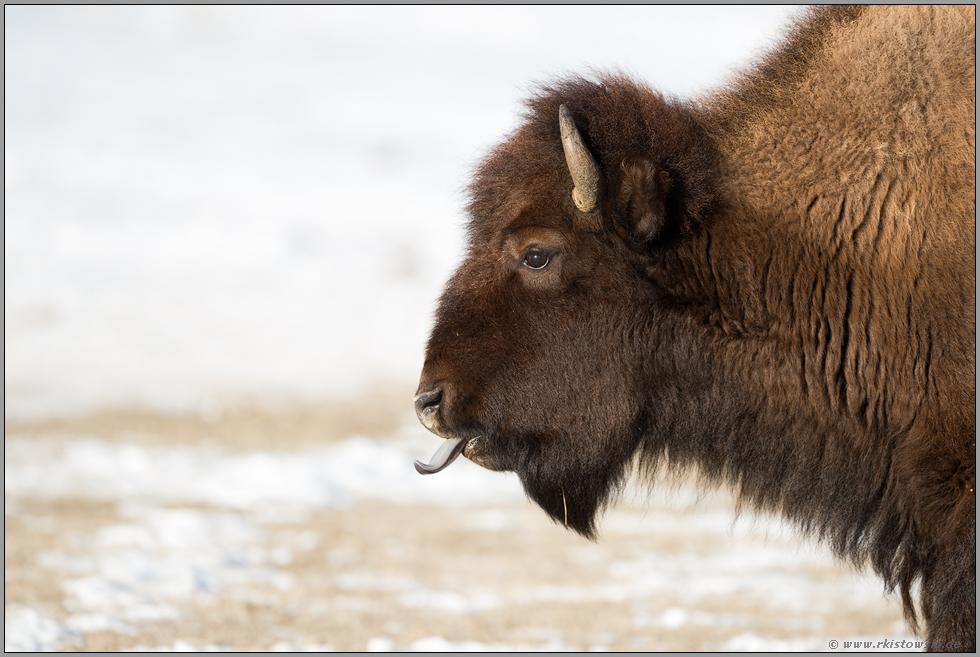 blaue Zunge... Amerikanischer Bison *Bison bison*