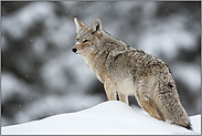 auf dem Schneehügel... Kojote *Canis latrans*