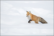 Fuchs im Schnee... Amerikanischer Rotfuchs *Vulpes vulpes fulva*