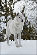 grimmig... Timberwolf *Canis lupus lycaon*