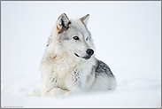 ein schönes Tier... Timberwolf *Canis lupus lycaon*