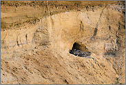 Brutplatz in der Sandgrube... Europäischer Uhu*Bubo bubo*
