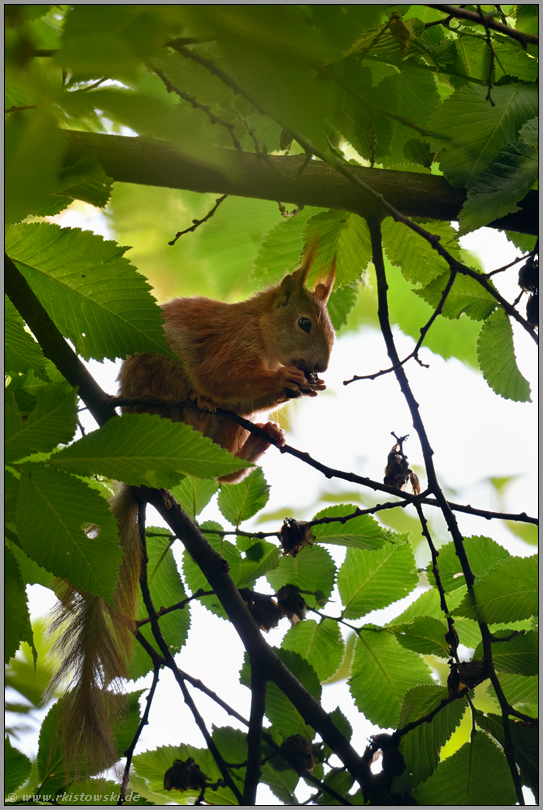 hoch oben im Baum... Eichhörnchen *Sciurus vulgaris*