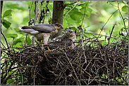 seltene Situation... Sperber *Accipiter nisus*, Männchen und Weibchen gemeinsam am Nest