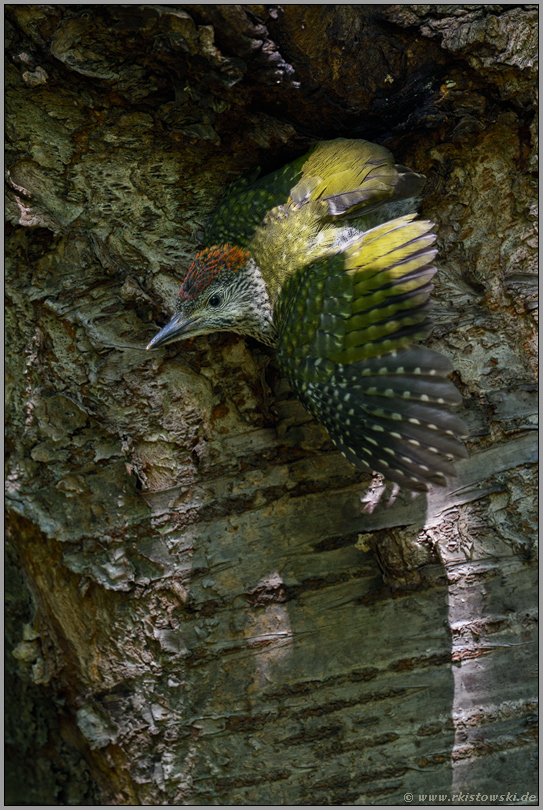 der Moment des Ausfliegens... Grünspecht *Picus viridis*