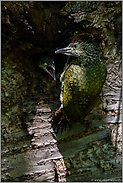 Jungvogel beim Verlassen der Bruthöhle... Grünspecht *Picus viridis*