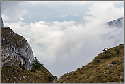 unterwegs in den Alpen... Alpensteinbock *Capra ibex*