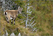 ein kurzer Blick zurück... Alpensteinbock *Capra ibex*