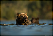 im Wasser, zwei hintereinander... Europäische Braunbären *Ursus arctos*