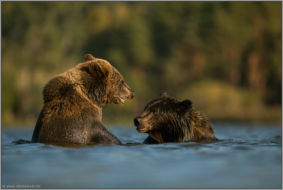 im Wasser... Europäische Braunbären *Ursus arctos*