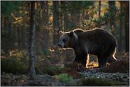 tief im Wald... Europäischer Braunbär *Ursus arctos* im frühen Gegenlicht