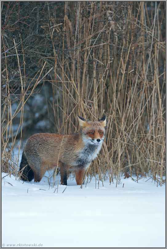 Begegnung... Rotfuchs *Vulpes vulpes*