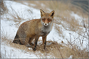 Kontrollblick... Rotfuchs *Vulpes vulpes*, Fuchs kontrolliert die Umgebung, während er an einem neuen Bau gräbt