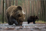 aus tiefer Perspektive... Europäische Braunbären *Ursus arctos* an einer Wasserpfütze
