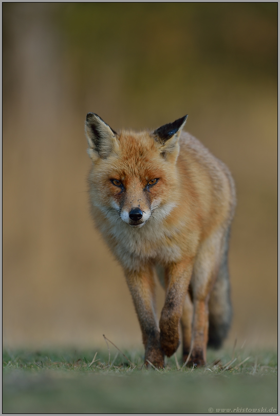 Aug' in Aug mit dem Fuchs... Rotfuchs *Vulpes vulpes*