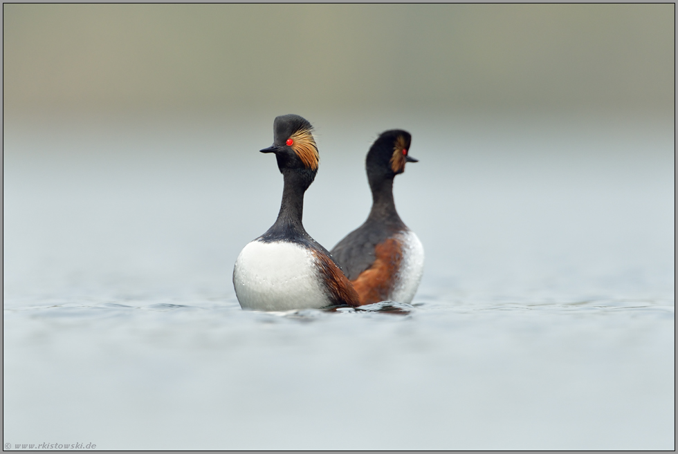 getrennte Wege... Schwarzhalstaucher *Podiceps nigricollis* beim Hochzeitstanz