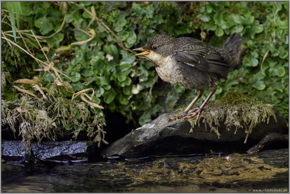 gut d'rauf... Wasseramsel *Cinclus cinclus*, gerade eben flügges Küken