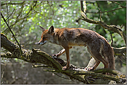Fuchsfähe... Rotfuchs *Vulpes vulpes* klettert im Baum