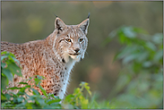 Pinselohren und Backenbart...  Eurasischer Luchs *Lynx lynx*