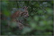 unbeobachtet... Eurasischer Luchs *Lynx lynx* versteckt sich im Baum