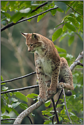 der Blick von oben... Eurasischer Luchs *Lynx lynx* sitzt im Baum