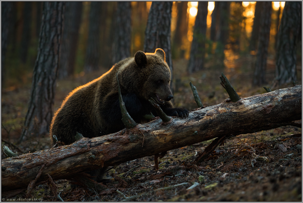 am Baumstamm... Europäischer Braunbär *Ursus arctos* im Wald