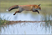 im Sprung... Rotfuchs *Vulpes vulpes*, Fuchs überspringt ein Gewässer