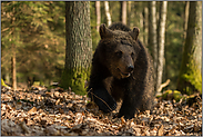 frontal... Europäischer Braunbär *Ursus arctos*, junger Braunbär auf seinem Weg durch den Wald