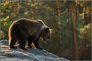 auf Erkundungstour... Europäischer Braunbär *Ursus arctos* in schwierigem Gelände
