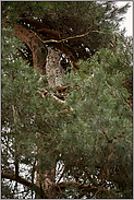 hoch oben im Baum... Eurasischer Luchs *Lynx lynx*