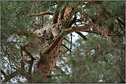 Klettervermögen... Eurasischer Luchs *Lynx lynx*, zu zweit im Baum kletternd