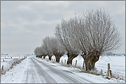 knorrige Kopfbäume... Bislicher Insel *Nordrhein-Westfalen* im Winter bei Schnee und Eis