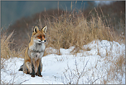 was nun... Rotfuchs *Vulpes vulpes*, Fuchs sitzt im Schnee und wartet ab