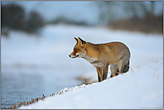 am See... Rotfuchs * Vulpes vulpes *, Fuchs äugt im Winter nach Wasservögeln