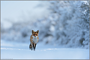 der Wanderer... Rotfuchs *Vulpes vulpes* , Fuchs in tief verschneiter Landschaft