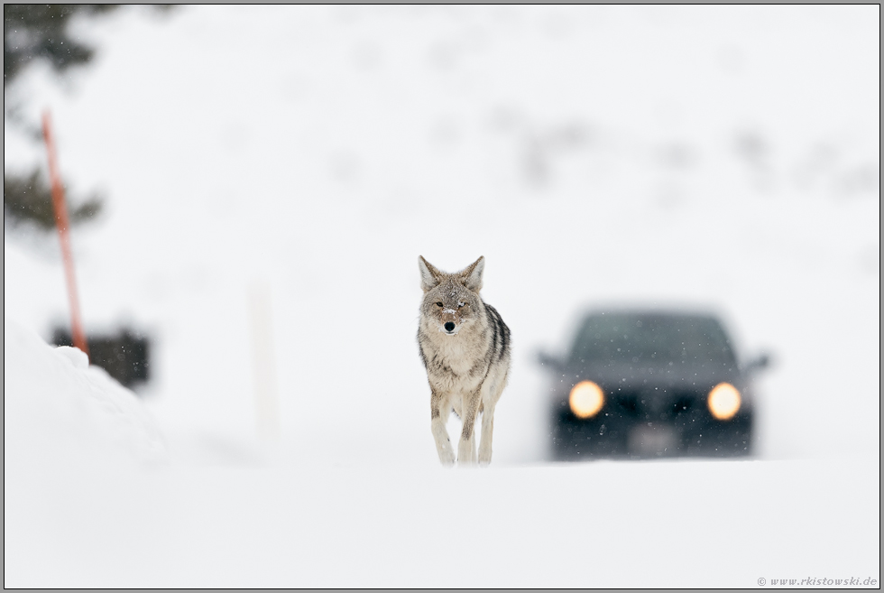 Schritttempo... Kojote *Canis latrans* toleriert die Nähe zum Menschen, Yellowstone Nationalpark, USA