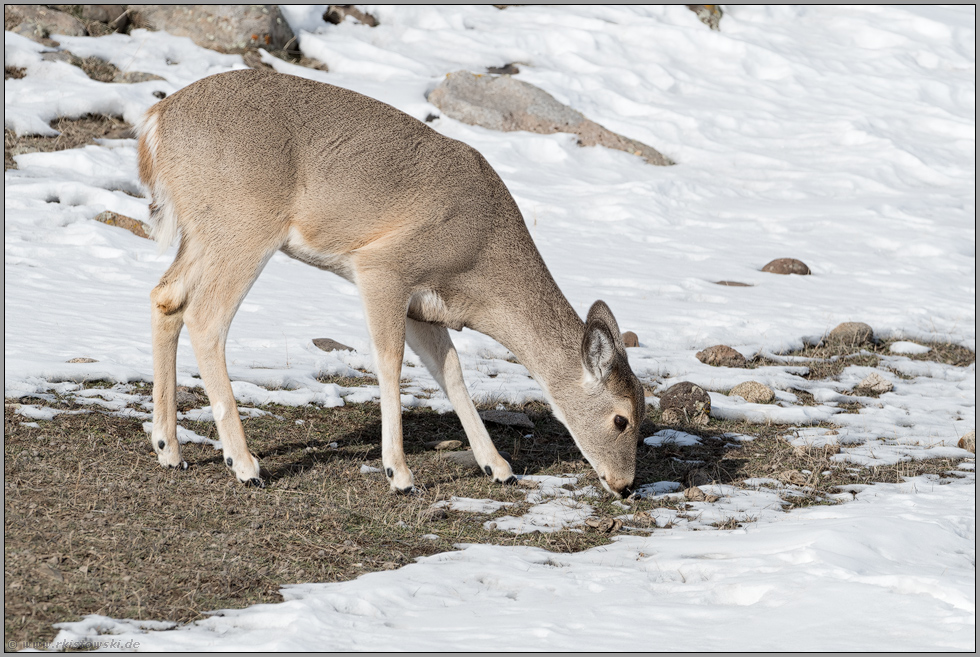 bei der Äsung... Weißwedelhirsch *Odocoileus virginianus* frisst im Winter von kargem Gras, Yellowstone NP, USA