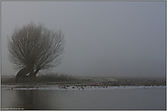 in tristem Grau... Kopfweide *Niederrhein* an einem Wintertag auf der Bislicher Insel, Nordrhein-Wstfalen
