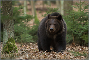 im Wald... Europäischer Braunbär *Ursus arctos* läuft auf die Kamera zu