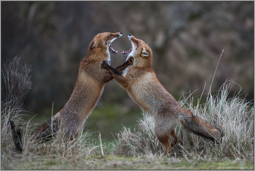 auf den Hinterpfoten... Rotfuchs *Vulpes vulpes*, zwei Rotfüchse im Streit
