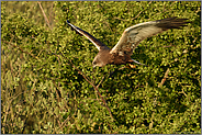Suchflug... Rohrweihe *Circus aeruginosus* , Männchen jagt am Rande eines Gebüsches